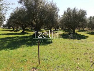 Οικόπεδο 11.000 τ.μ. για πώληση, Αχαΐα, Λάρισσος-thumb-4