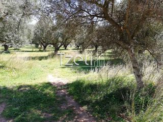 Οικόπεδο 11.000 τ.μ. για πώληση, Αχαΐα, Λάρισσος-thumb-7