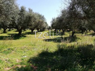 Οικόπεδο 11.000 τ.μ. για πώληση, Αχαΐα, Λάρισσος-thumb-17