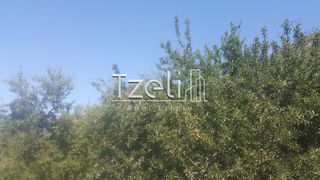 Οικόπεδο 1.000 τ.μ. για πώληση, Αχαΐα, Μεσσατίδα-thumb-6