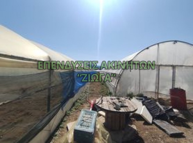 Αγροτεμάχια 3.800 τ.μ. προς πώληση, Ανακασιά