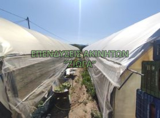 Αγροτεμάχια 3.800 τ.μ. προς πώληση, Ανακασιά