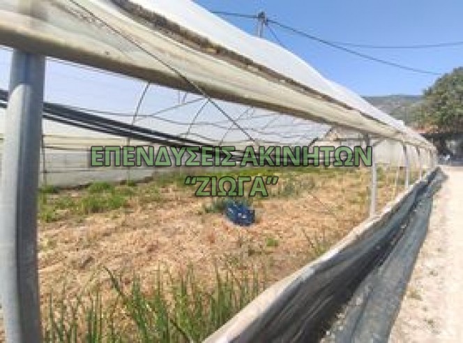 Αγροτεμάχια 3.800 τ.μ. προς πώληση, Ανακασιά
