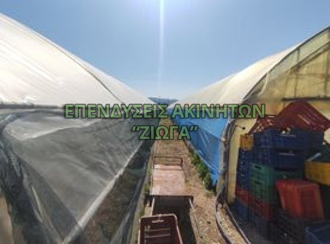 Αγροτεμάχια 3.800 τ.μ. προς πώληση, Ανακασιά