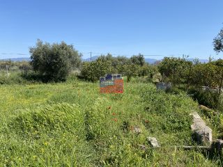 Αγροτεμάχια 3.727 τ.μ. για πώληση