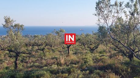 Οικόπεδο 19.500τ.μ. για πώληση-Καλαμάτα » Μπαργιαμάγα
