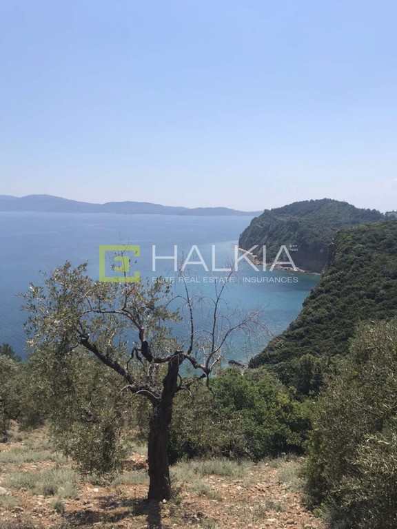 Αγροτεμάχια 13.000 τ.μ. πρός πώληση, Μαγνησία, Σηπιάδα
