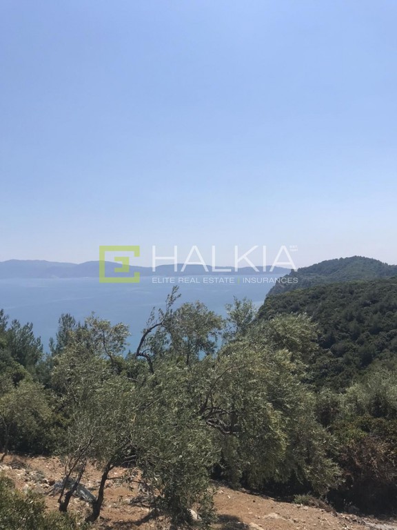 Αγροτεμάχια 13.000 τ.μ. πρός πώληση, Μαγνησία, Σηπιάδα