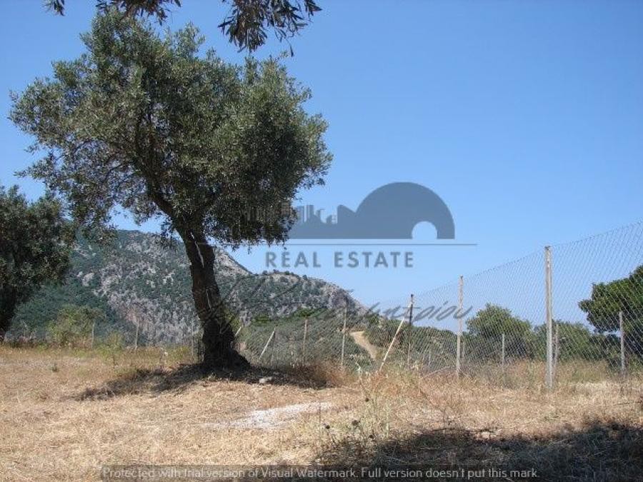 Αγροτεμάχια 11.600 τ.μ. προς πώληση, Μονή Ευαγγελίστριας Σκιάθου