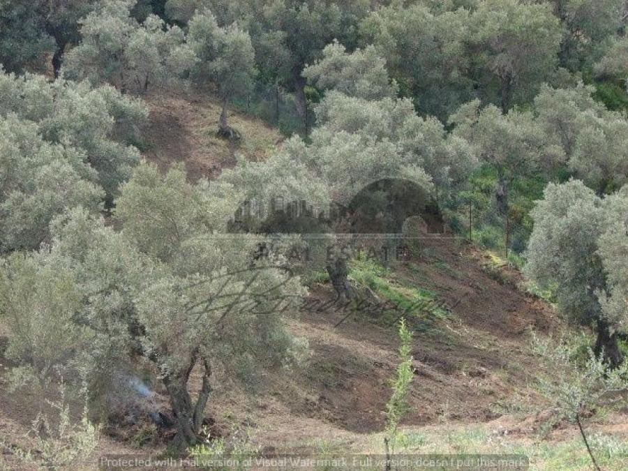 Αγροτεμάχια 11.600 τ.μ. προς πώληση, Μονή Ευαγγελίστριας Σκιάθου