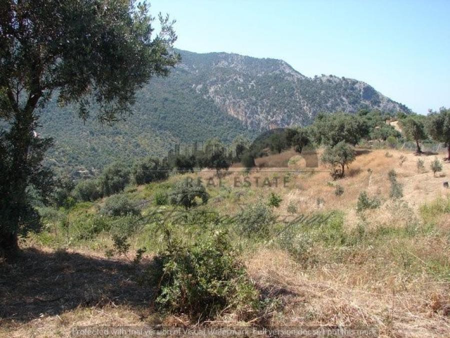 Αγροτεμάχια 11.600 τ.μ. προς πώληση, Μονή Ευαγγελίστριας Σκιάθου