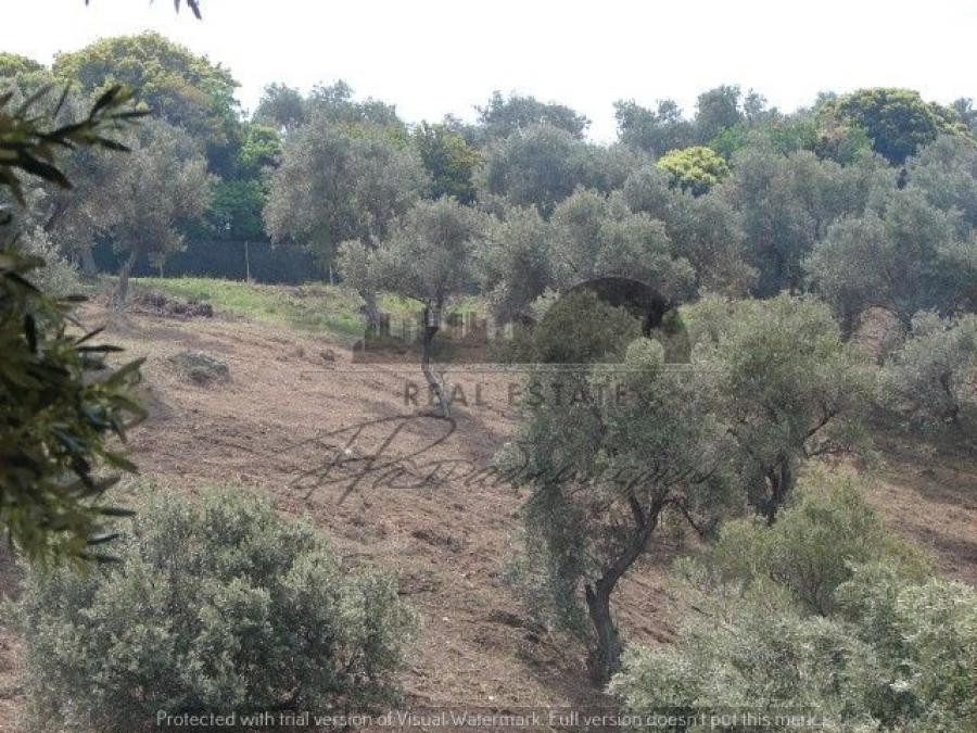 Αγροτεμάχια 11.600 τ.μ. προς πώληση, Μονή Ευαγγελίστριας Σκιάθου