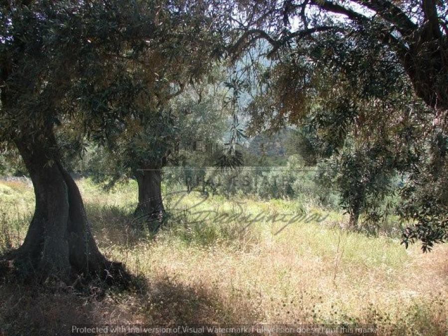 Αγροτεμάχια 11.600 τ.μ. προς πώληση, Μονή Ευαγγελίστριας Σκιάθου