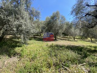 Αγροτεμάχια 7.631 τ.μ. για πώληση