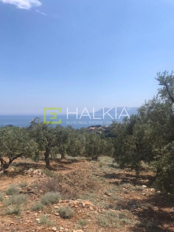 Οικόπεδο 4.324 τ.μ. πρός πώληση, Μαγνησία, Σηπιάδα