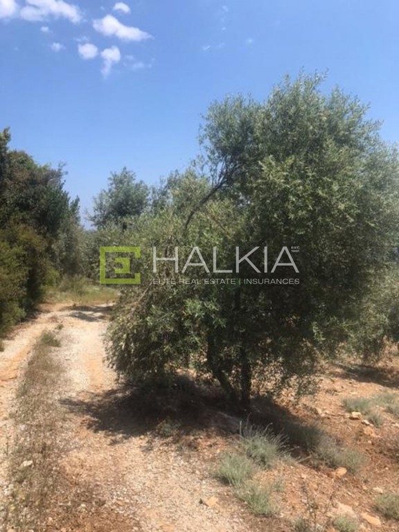 Οικόπεδο 4.324 τ.μ. πρός πώληση, Μαγνησία, Σηπιάδα