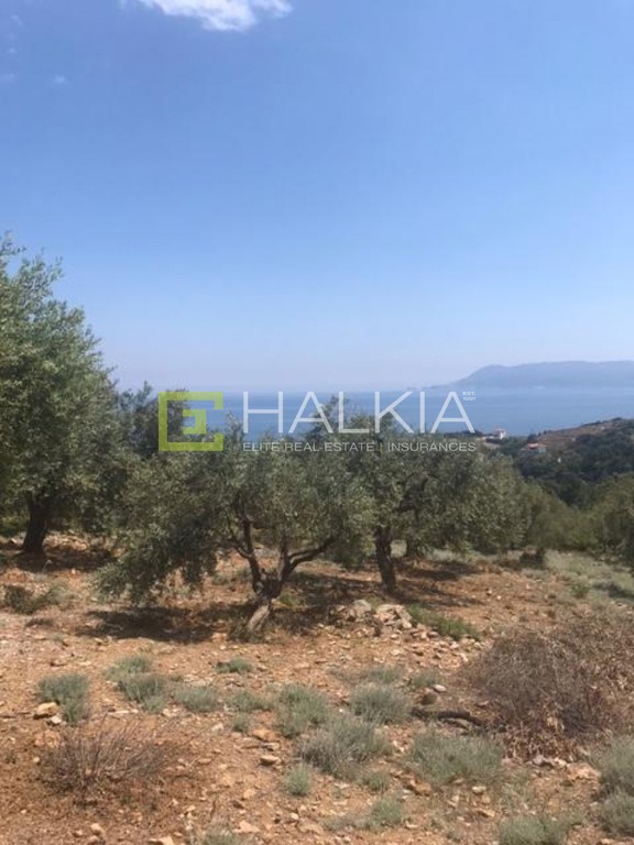 Οικόπεδο 4.324 τ.μ. πρός πώληση, Μαγνησία, Σηπιάδα