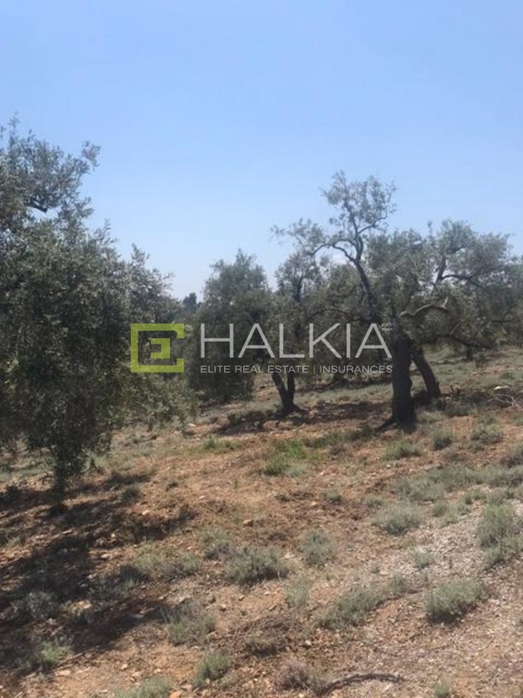 Οικόπεδο 4.324 τ.μ. πρός πώληση, Μαγνησία, Σηπιάδα