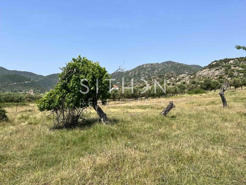 Αγροτεμάχια 3.434 τ.μ. προς πώληση, Συκιά Τορώνης