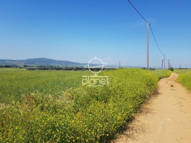 Αγροτεμάχια 7.200 τ.μ. προς πώληση, Λακκιά