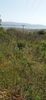 Land plot 2.500sqm for sale-Stagiron - Akanthou » Ammouliani