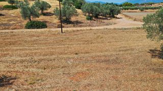 Αγροτεμάχια 10.063 τ.μ. για πώληση, Αργολίδα, Κρανίδι-thumb-11