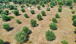 Αγροτεμάχια 14.000 τ.μ. πρός πώληση, Αργολίδα, Ερμιόνη-thumb-21