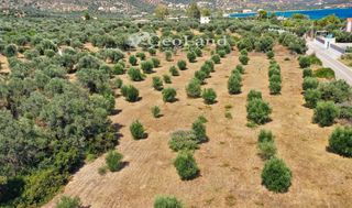 Αγροτεμάχια 14.000 τ.μ. πρός πώληση, Αργολίδα, Ερμιόνη-thumb-19