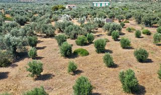 Αγροτεμάχια 14.000 τ.μ. πρός πώληση, Αργολίδα, Ερμιόνη-thumb-22