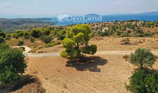 Αγροτεμάχια 4.004 τ.μ. για πώληση, Αργολίδα, Κρανίδι-thumb-3