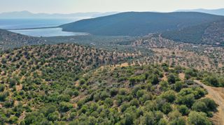 Αγροτεμάχια 10.400 τ.μ. για πώληση, Αργολίδα, Ερμιόνη-thumb-18