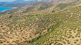 Αγροτεμάχια 10.400 τ.μ. για πώληση, Αργολίδα, Ερμιόνη-thumb-13