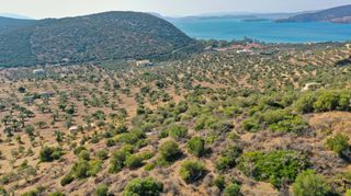 Αγροτεμάχια 10.400 τ.μ. για πώληση, Αργολίδα, Ερμιόνη-thumb-8