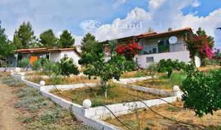 Κτίριο 658 τ.μ. για πώληση, Αργολίδα, Ερμιόνη-thumb-22