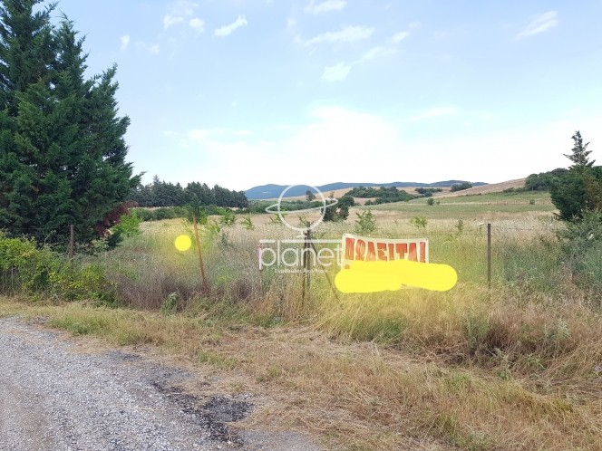 Αγροτεμάχια 5.206 τ.μ. προς πώληση, Σουρωτή