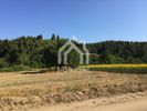 Parcel 18.000sqm for sale-Kassandra » Kassandrino