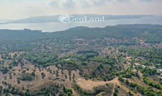 Αγροτεμάχια 4.066 τ.μ. προς πώληση, Πορτοχέλι-thumb-6