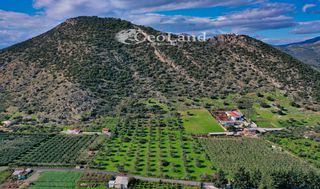 Αγροτεμάχια 24.018 τ.μ. για πώληση, Αργολίδα, Ερμιόνη-thumb-11