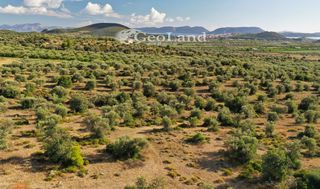 Αγροτεμάχια 6.348 τ.μ. για πώληση, Αργολίδα, Ερμιόνη-thumb-24