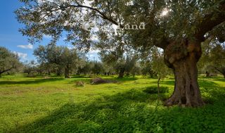 Αγροτεμάχια 368 τ.μ. για πώληση, Αργολίδα, Ερμιόνη-thumb-18