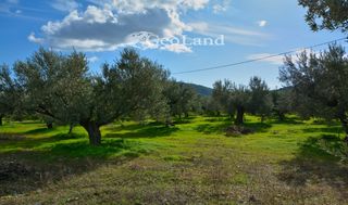 Αγροτεμάχια 368 τ.μ. για πώληση, Αργολίδα, Ερμιόνη-thumb-16