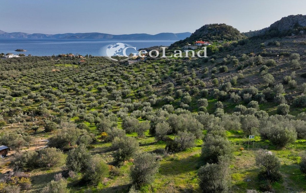 Αγροτεμάχια 4.010 τ.μ. προς πώληση, Αχλαδίτσα