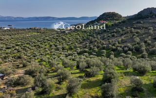 Αγροτεμάχια 4.010 τ.μ. για πώληση, Αργολίδα, Ερμιόνη-thumb-3