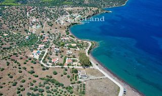 Αγροτεμάχια 6.000 τ.μ. για πώληση