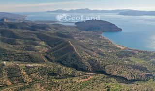 Αγροτεμάχια 14.000 τ.μ. για πώληση