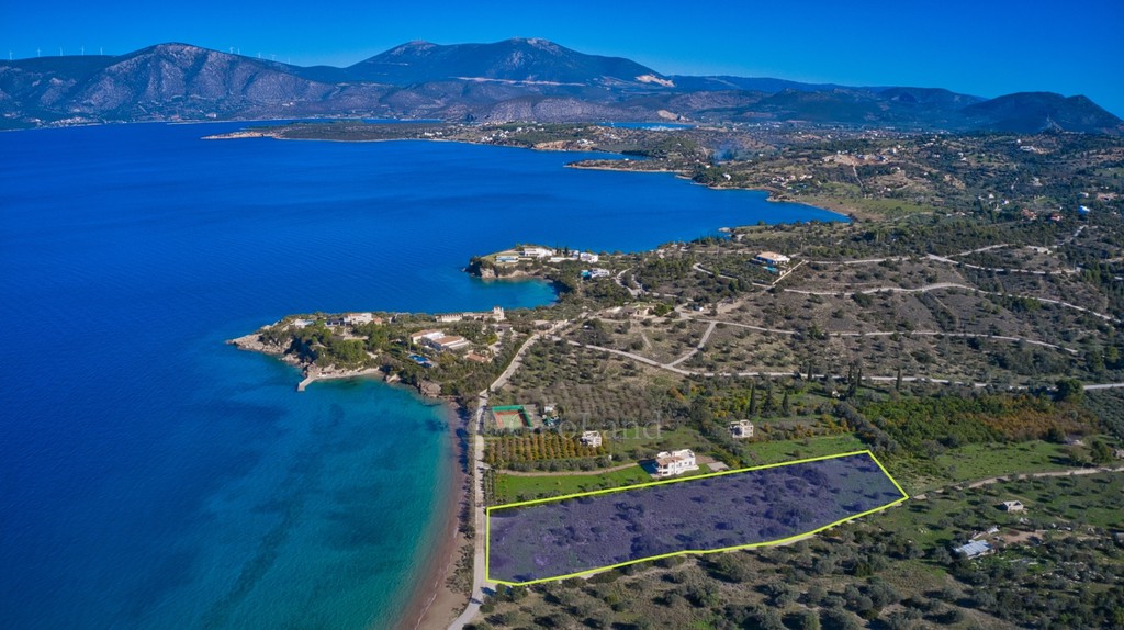 Αγροτεμάχια 12.605 τ.μ. προς πώληση, Θυνί