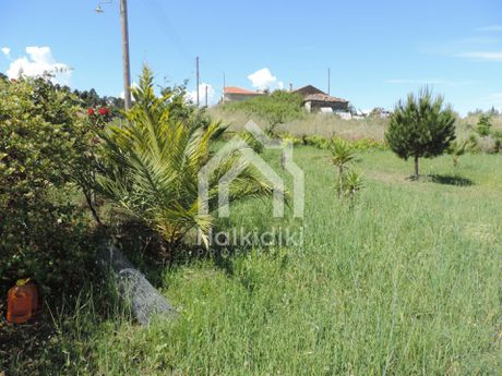 Αγροτεμάχια 3.826τ.μ. για πώληση-Σιθωνία » Παρθενώνας