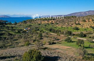 Αγροτεμάχια 4.017 τ.μ. πρός πώληση, Αργολίδα, Κρανίδι-thumb-6