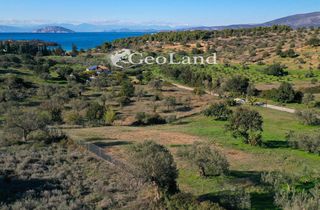 Αγροτεμάχια 4.017 τ.μ. πρός πώληση, Αργολίδα, Κρανίδι-thumb-15