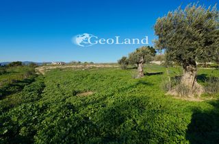 Αγροτεμάχια 12.304 τ.μ. πρός πώληση, Αργολίδα, Κρανίδι-thumb-4